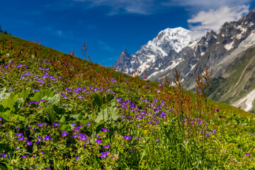 Obraz premium Beautiful mountain landscape of the Alps in summer on tour du Montblanc area near Courmayeur village in Val Ferret valley in Italy. European Alps stunning views of green valley with colorful flowers