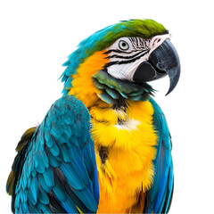 Fototapeta premium Vibrant Blue-Gold Macaw
