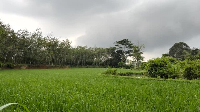 Ricefield