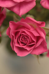 Smoke Close-up Selective soft focus cream color Rose flower bud. Nature blur green, pink beige natural abstract background.