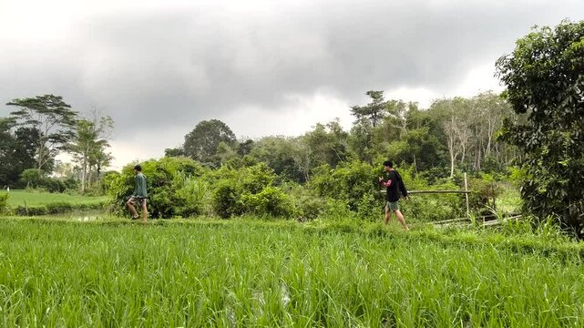 Ricefield