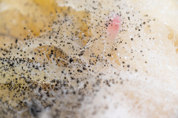 Beginning of Cladosporium Mold Growing on Food