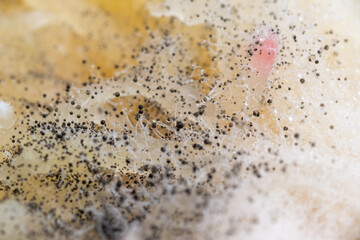 Beginning of Cladosporium Mold Growing on Food