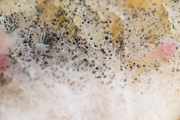 Beginning of Cladosporium Mold Growing on Food