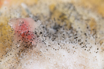 Beginning of Cladosporium Mold Growing on Food