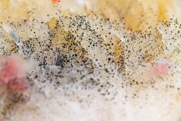 Beginning of Cladosporium Mold Growing on Food