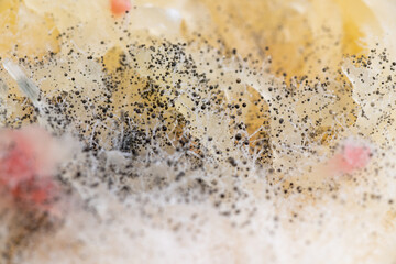 Beginning of Cladosporium Mold Growing on Food
