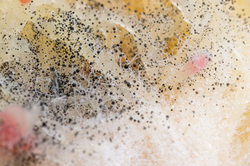 Beginning of Cladosporium Mold Growing on Food