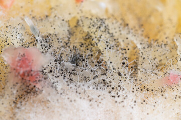 Beginning of Cladosporium Mold Growing on Food