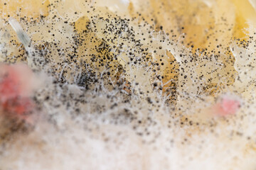 Beginning of Cladosporium Mold Growing on Food