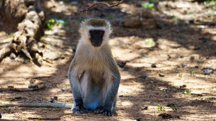 A Vibrant Monkey Sitting in its Natural Habitat, Radiating Beauty and Playfulness Tarangire National Park Tanzania Africa