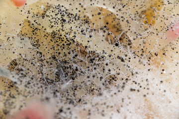 Beginning of Cladosporium Mold Growing on Food