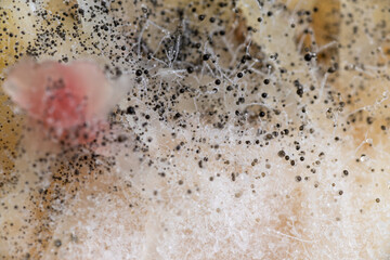 Beginning of Cladosporium Mold Growing on Food