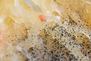 Beginning of Cladosporium Mold Growing on Food