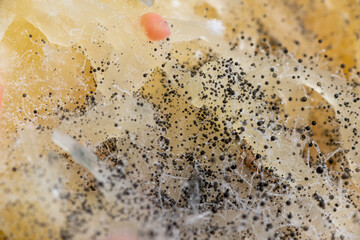 Beginning of Cladosporium Mold Growing on Food