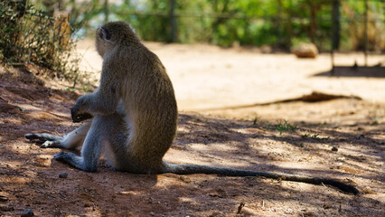 A Relaxing Monkey Enjoying Its Peaceful Time in Its Natural Habitat Among Natures Wonders Tarangire National Park Tanzania Africa