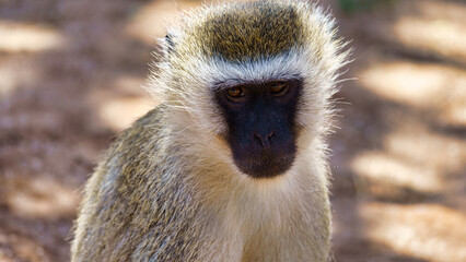 A Captivating CloseUp Image of a Vervet Monkey Found in Its Natural Habitat in Africa Tarangire National Park Tanzania