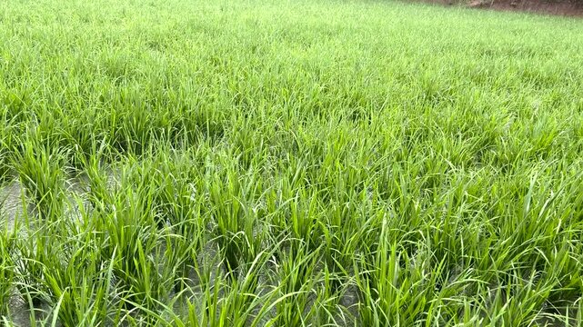 Ricefield