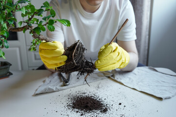 Person in yellow gloves preparing bonsai tree for repotting. Careful root pruning with wooden tool...
