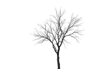 Obraz premium A lone deciduous tree, branches reaching skyward, stark against a pure white backdrop, flora, silhouette
