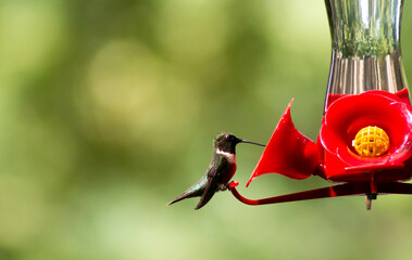 Ruby-Throated Hummingbird