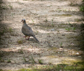 Mourning Dove foraging seeds