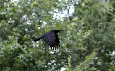 Crow in Flight