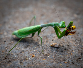 Praying Mantis Eating Dinner in Yosemite National Park. 