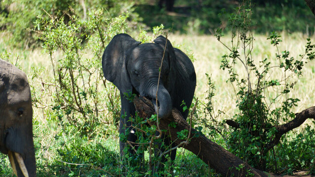 A Young Elephant is Happily Feeding in Its Natural Habitat, Surrounded by Mother Nature