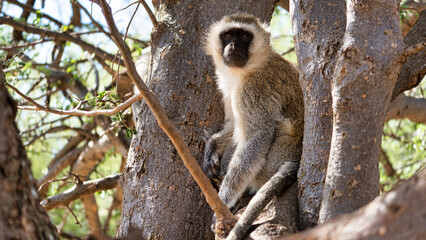 A Curious Vervet Monkey is Sitting in a Tree, Observing its Surroundings with Interest