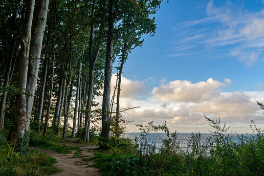 forest on a cliff at baltic sea near L&uuml;beck, Germany