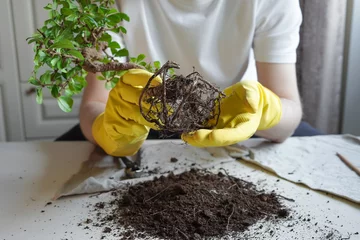 Fotobehang Bonsai Removing dry roots from bonsai during essential repotting procedure, cleansing the roots from the earth  © Aisylu