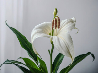 Obraz premium Close-up of white Peace Lily flower