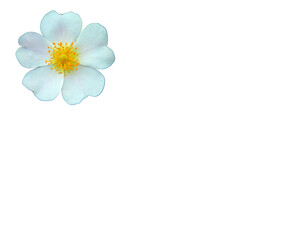Obraz premium white flower of wild rose on white background