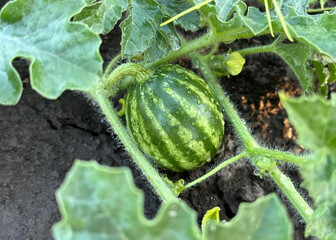 Striped Watermelons Growing in the Garden	
