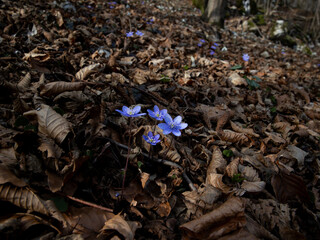 Blue wildflowers blooming, among fallen leaves