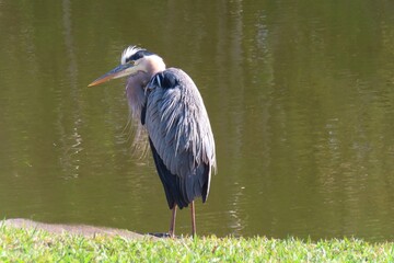 Great gray heron (Ardea Cinerea) at the pond in Florida nature