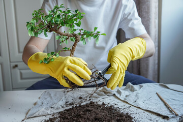 Pruning bonsai tree roots with pruning shear during essential maintenance home process.