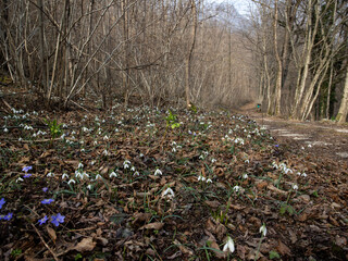 A beautiful carpet of snowdrops, and blue flowers blooming in a forest.