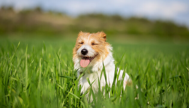 Happy face of a cute smiling, panting dog as sitting in the grass in summer. Pet banner, background with copy space.
