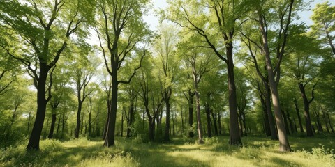Fototapeta premium Sun-dappled green forest panorama, deciduous trees, summer, backdrop, background