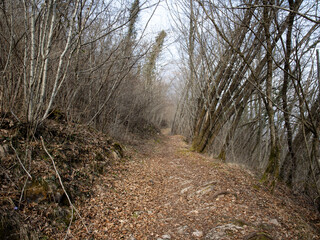 A path in the forest with a moss-covered stone wall.