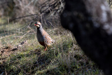 Red-legged partridge in its natural environment