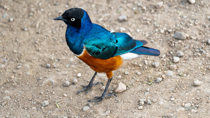 A Beautifully Vibrant Blue and Orange Bird Observed in Its Natural Habitat and Ecosystem Serengeti Tanzania Africa