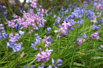 Bluebell flowers blooming in the sunshine 