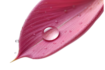 Delicate water droplet on vibrant pink leaf nature photography close-up serene setting, isolated on white or transparent background
