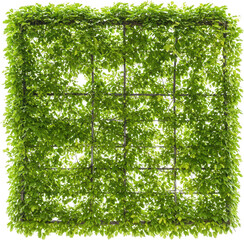 Obraz premium Lush Green Vine Covered Trellis Square Frame Natural Foliage Wall Spring Summer Garden Decor