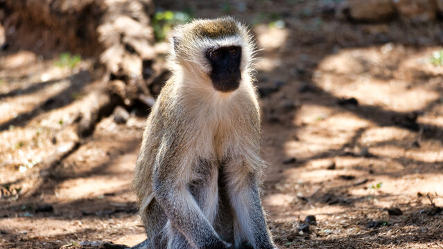 Alert A Vervet Monkey seen in its habitat, showing usual behaviors and social interactions
