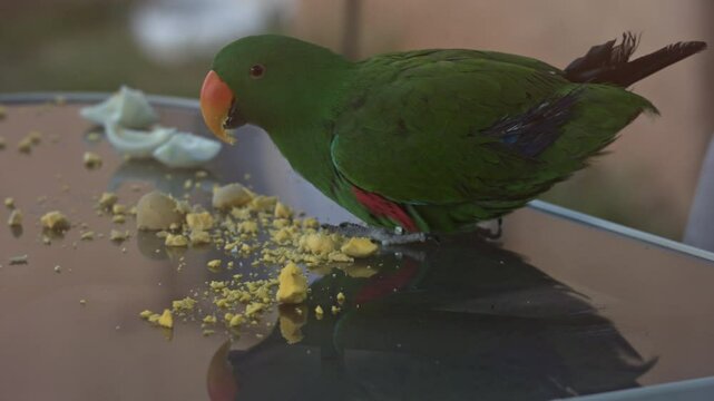 Male Eclectus Parrot Eating a Hard Boiled Egg