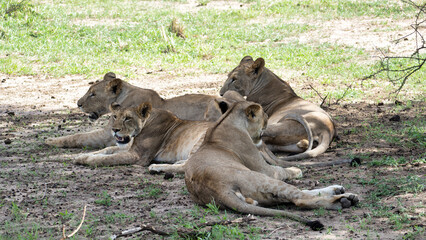 Resting lions in their habitat, showcasing beautiful moments and the majesty of nature Tarangire National Park Tanzania Africa